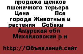 продажа щенков пшеничного терьера › Цена ­ 35 000 - Все города Животные и растения » Собаки   . Амурская обл.,Михайловский р-н